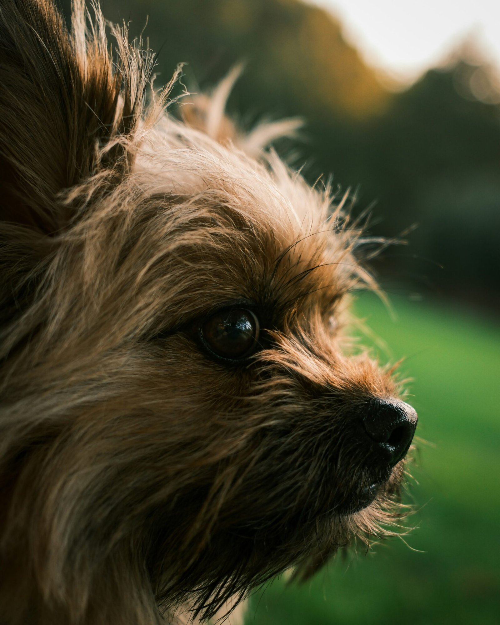 cane piccolo arruffato sull erba parassiti nei cani prevenzione