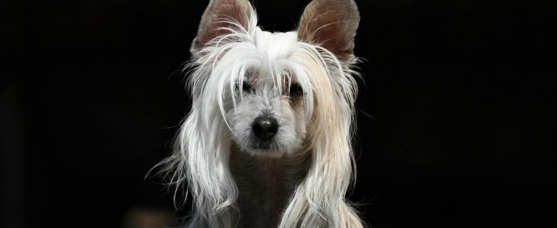 Perdita pelo cane: cause e quando preoccuparsi