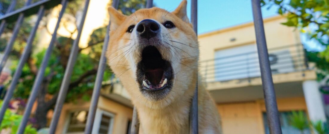 Cane che abbaia troppo: cause e cosa fare