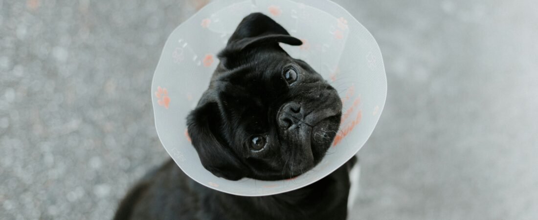 Dermatite nel Cane: Cause, Tipi e Rimedi Efficaci — Guida Completa 2026