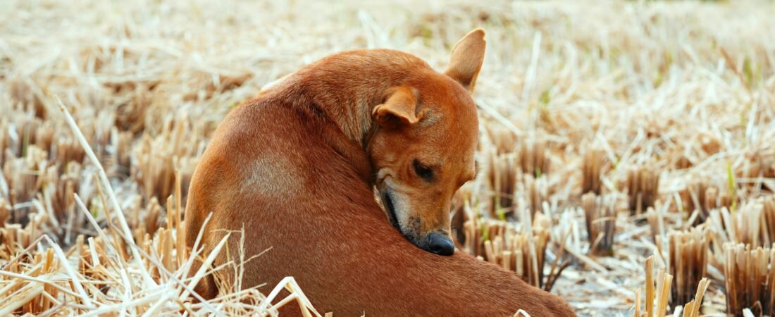 Pulci nel cane: come eliminarle e fermare il ritorno