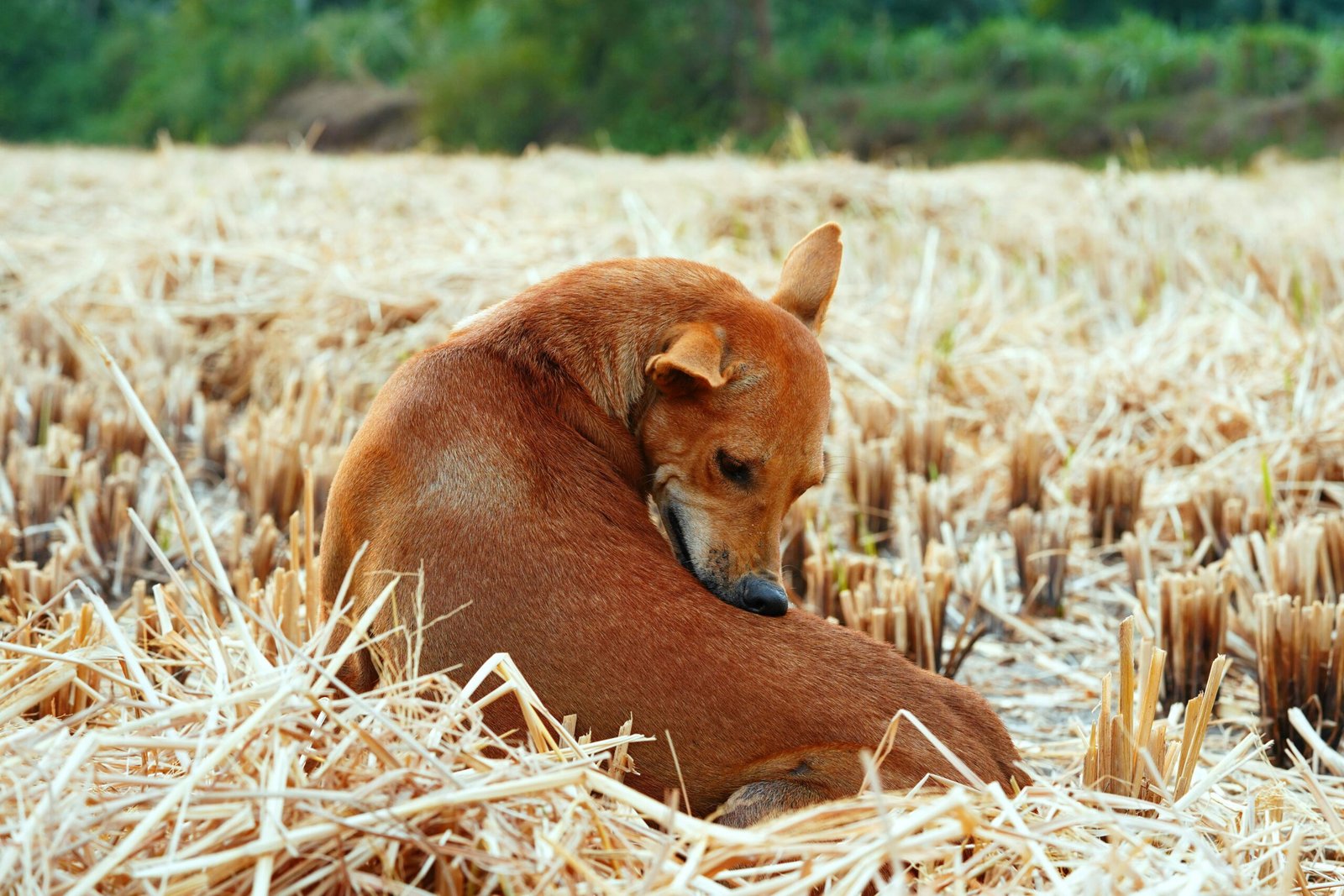 pulci nel cane come riconoscere i segnali