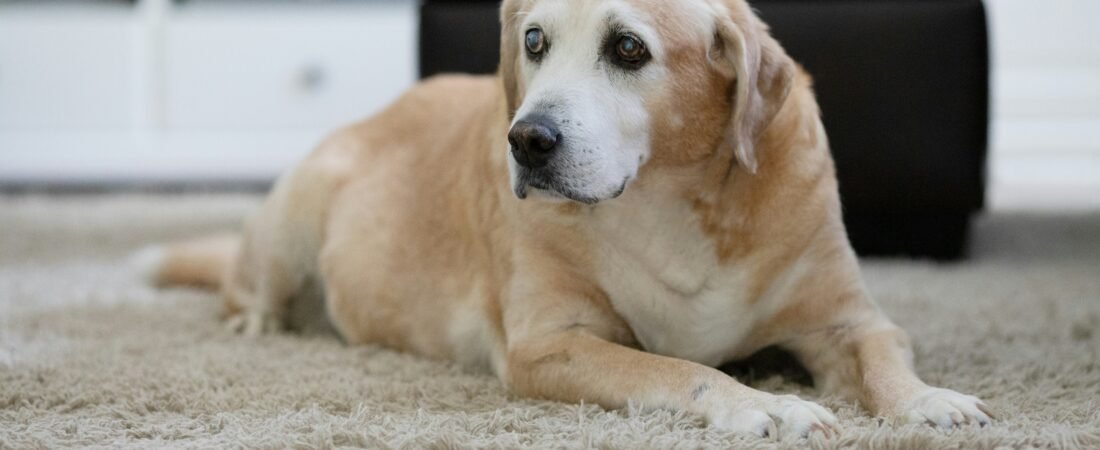 Migliori Integratori Articolari per Cani (2026): Guida Definitiva alla Scelta