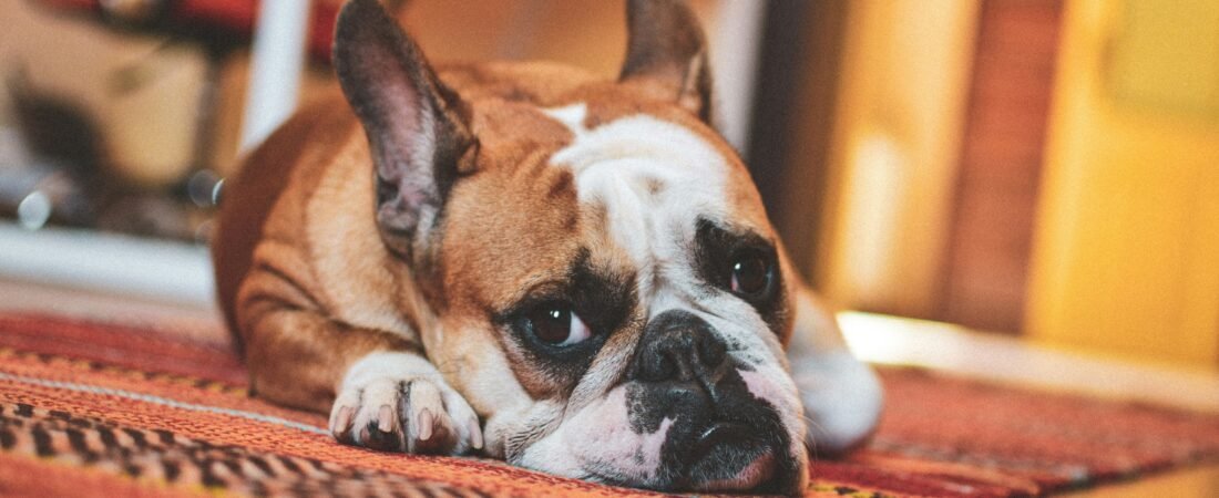 Gastrite nel Cane: 7 Segnali, Cause e Rimedi Efficaci (2026)