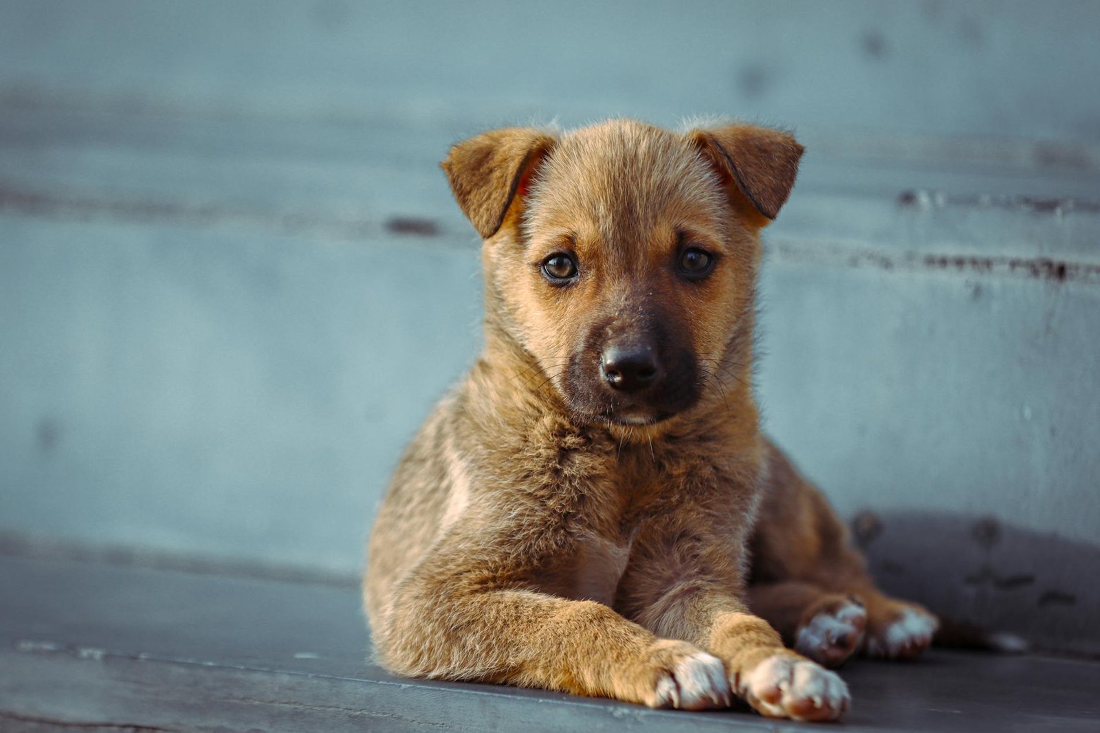 Sverminazione cane segnali infestazione