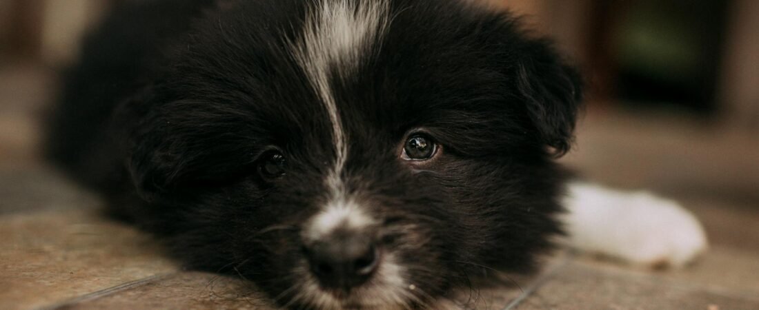 Sverminazione del cane: quando farla, come scegliere e cosa usare