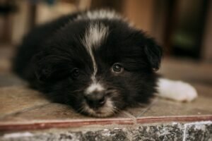 Sverminazione del cane: quando farla, come scegliere e cosa usare