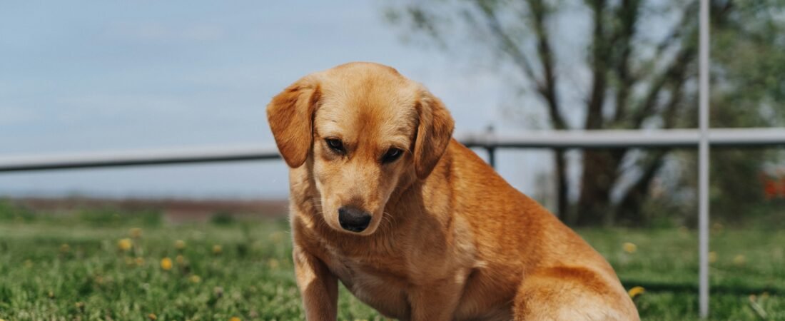 Allergie Alimentari Cane: 6 Sintomi, Diagnosi e Dieta Pratica