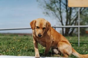 Allergie Alimentari Cane: 6 Sintomi, Diagnosi e Dieta Pratica