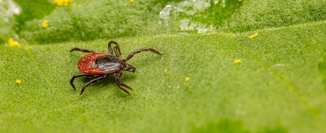 Zecche nel cane: come toglierle e proteggerlo