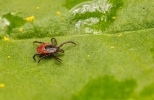 Zecche nel cane: come toglierle e proteggerlo