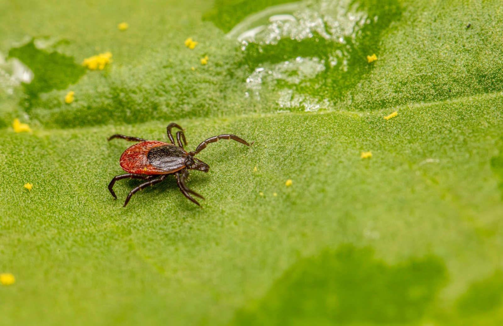 zecche nel cane dove cercare sul pelo