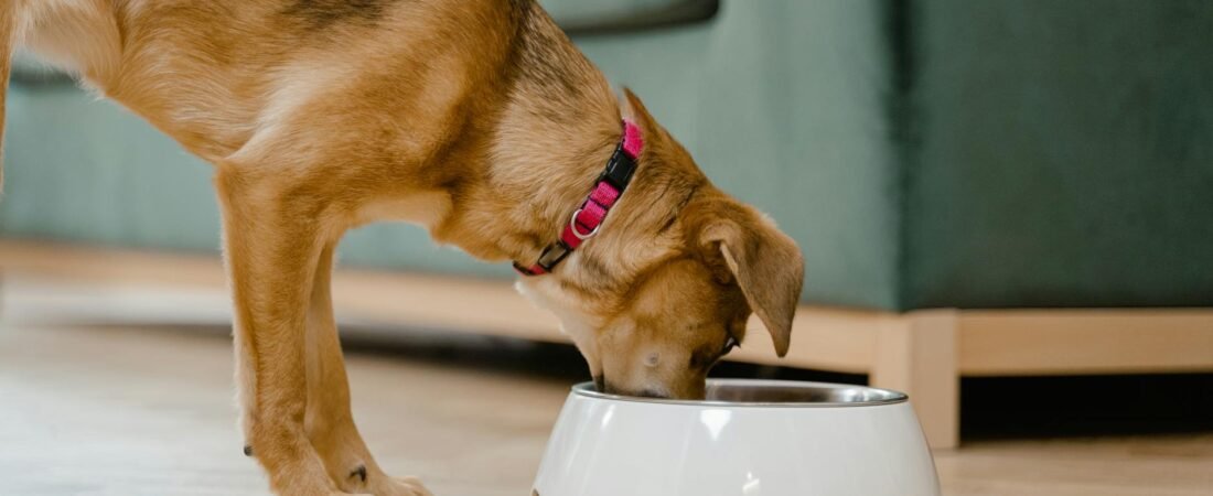 Alimentazione Cucciolo: Cosa Dare, Quanto e Quando nei Primi 12 Mesi (2026)