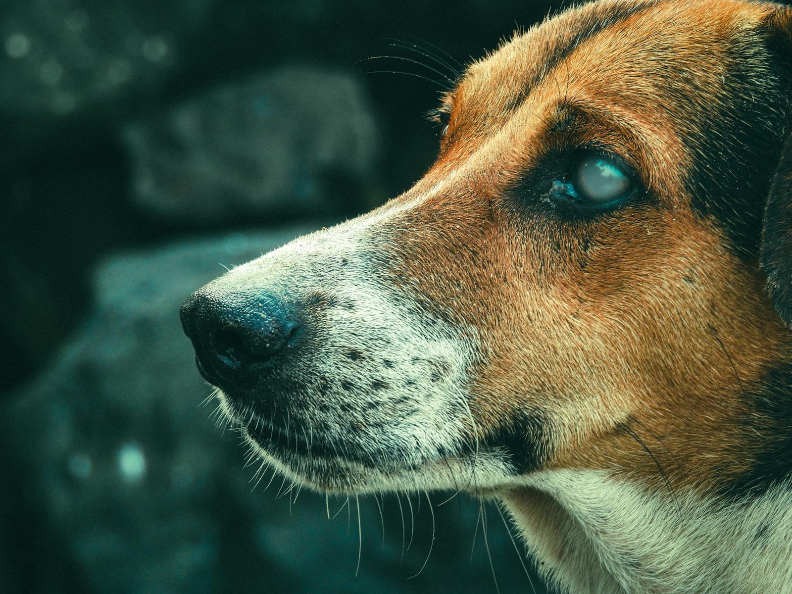 aiutare cane anziano ad alzarsi