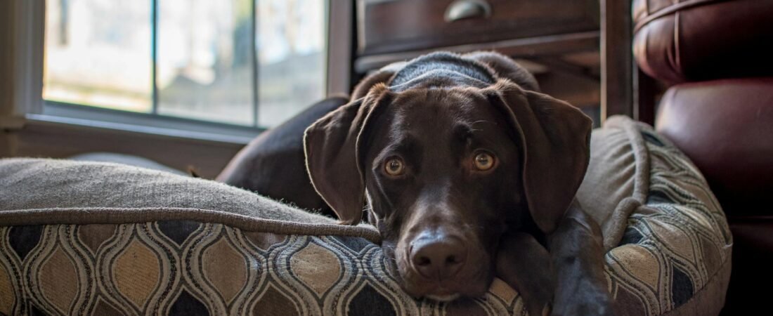 Cane Anziano Non si Alza: Cause e Come Aiutarlo (2026)