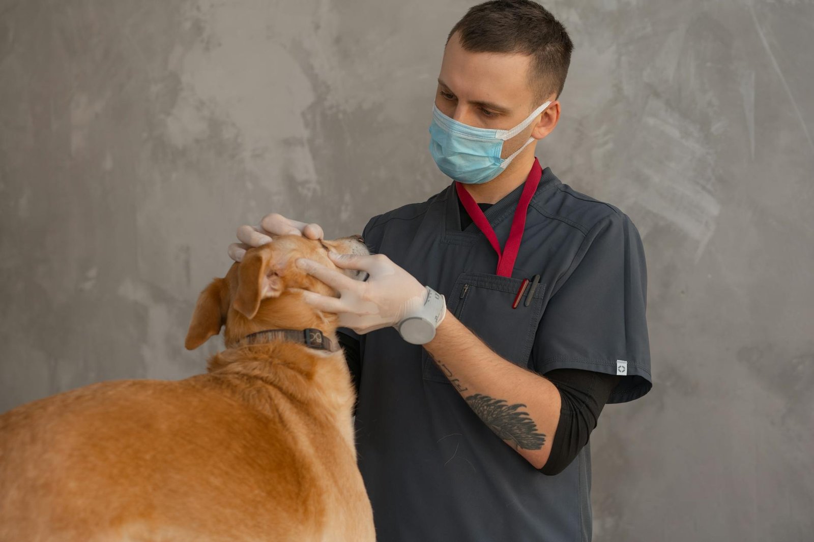 cane dal veterinario sete eccessiva