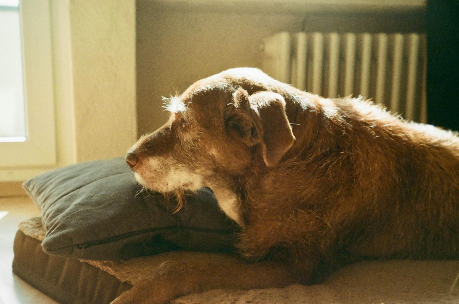 cane anziano che beve molto