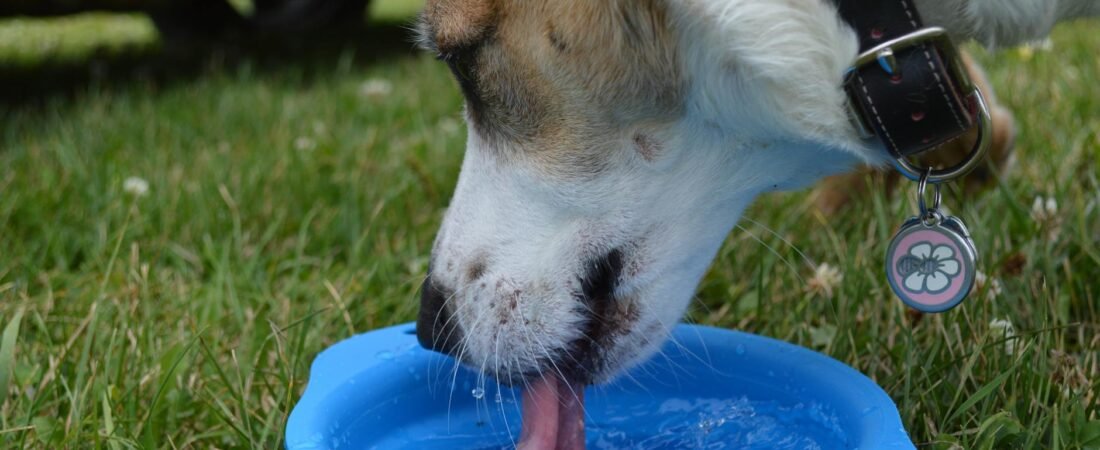 Cane che Beve Molto: Cause, Quando Preoccuparsi e Cosa Fare (2026)