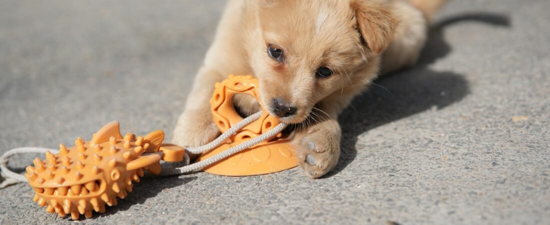 Cane che Morde: Perche lo Fa, Come Gestirlo e Quando e un Problema Serio (2026)