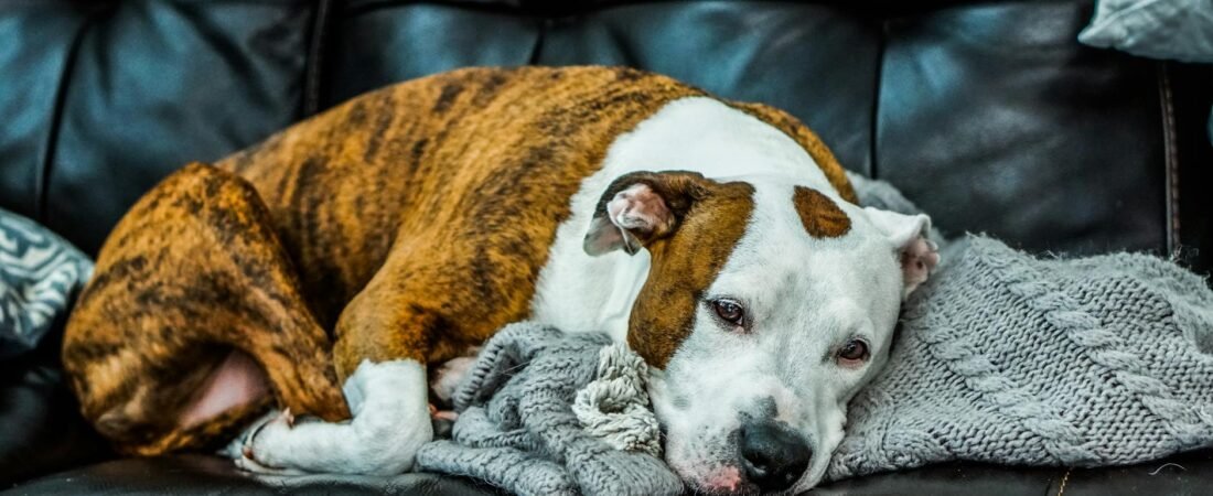 Cane che Tossisce: Cause, Tipi di Tosse e Quando Preoccuparsi (2026)