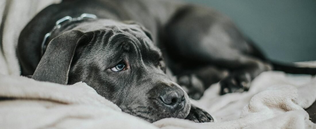 Cane Trema e Non Mangia: Cause e Cosa Fare Subito (2026)