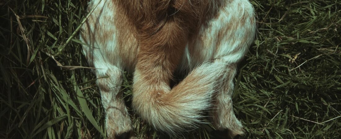 Cane Zoppica Zampa Posteriore: Cause e Cosa Fare Subito (2026)