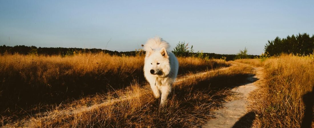 Leishmaniosi nel Cane: Sintomi, Prevenzione e Cura (Guida 2026)