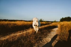 Leishmaniosi nel Cane: Sintomi, Prevenzione e Cura (Guida 2026)