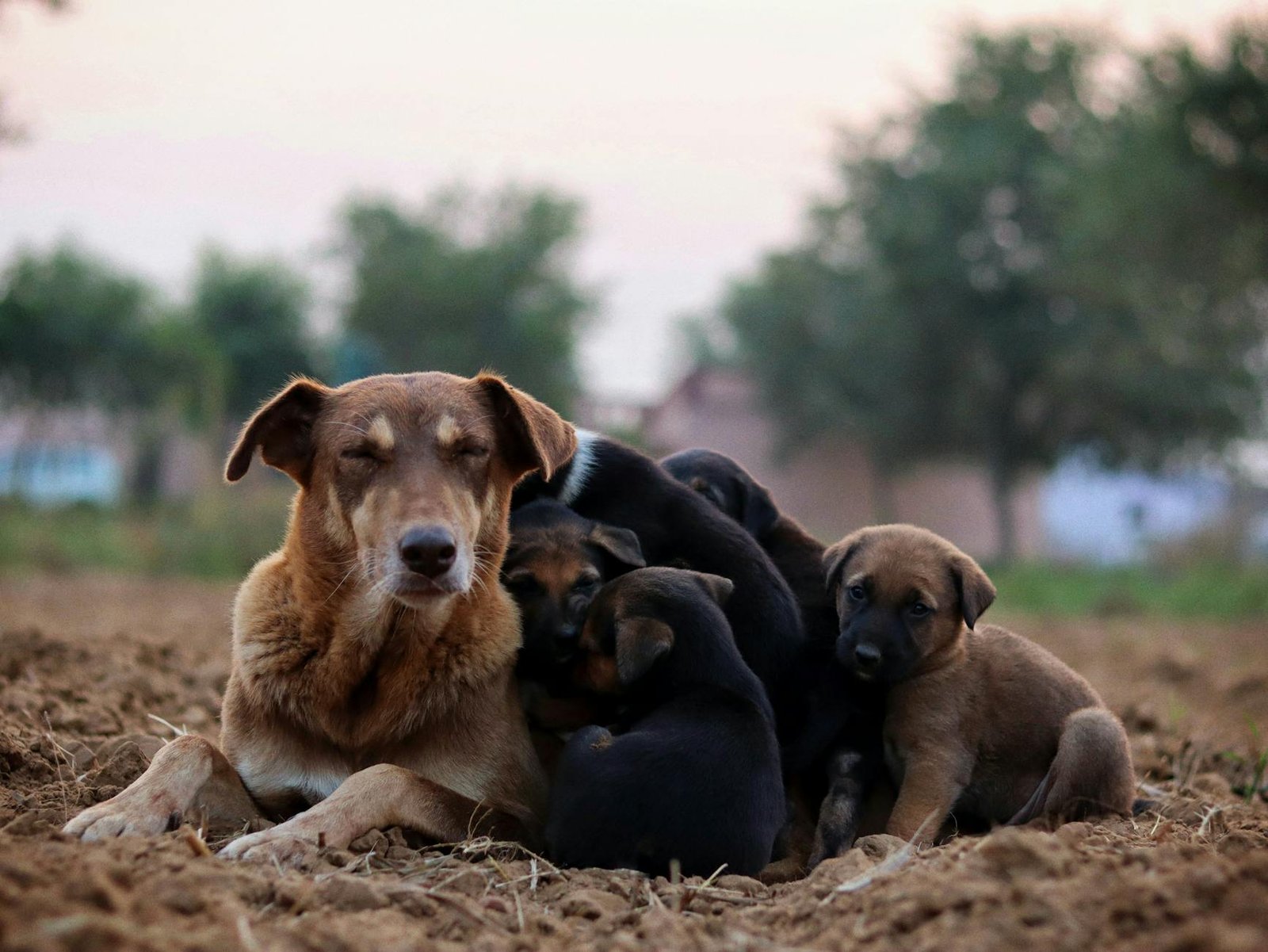 aspettativa vita cane per razza