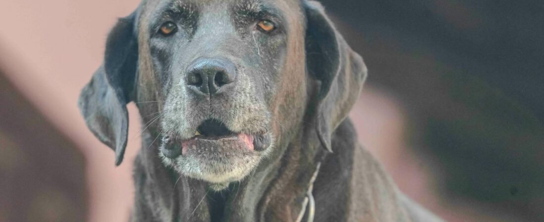 Quanto Vive un Cane? Aspettativa di Vita per Taglia e Razza (2026)