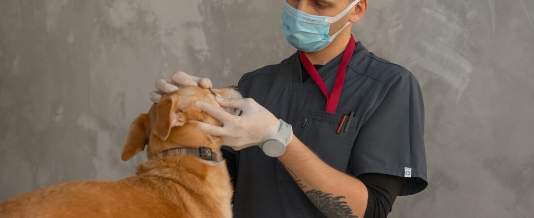 Vaccino Leishmaniosi Cane: Quando Farlo, Costi e Efficacia (2026)