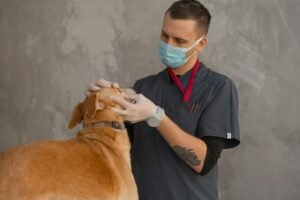 Vaccino Leishmaniosi Cane: Quando Farlo, Costi e Efficacia (2026)