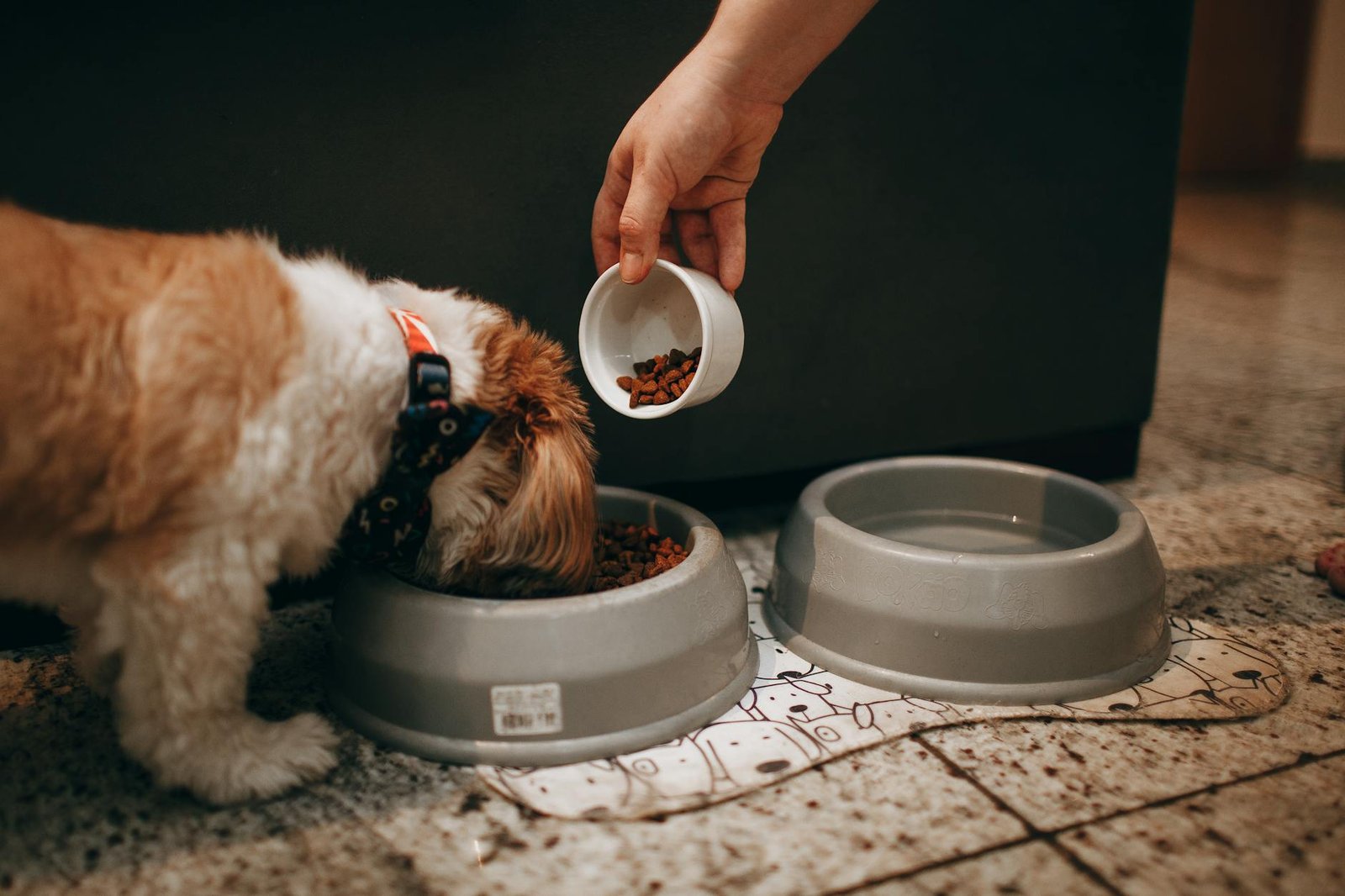 cane non digerisce cause e cosa fare