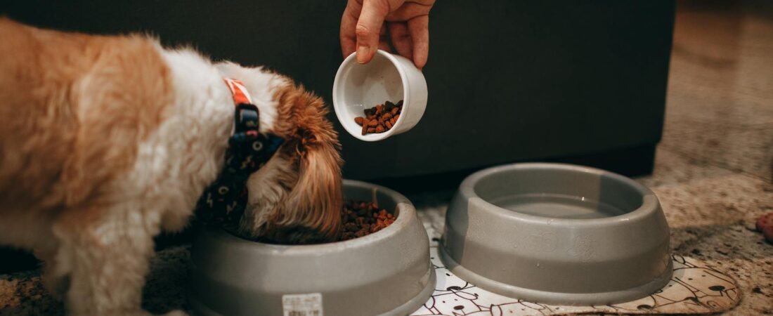 Cane Non Digerisce: Cause, Segnali e Cosa Fare Subito (2026)