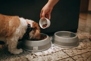 Cane Non Digerisce: Cause, Segnali e Cosa Fare Subito (2026)