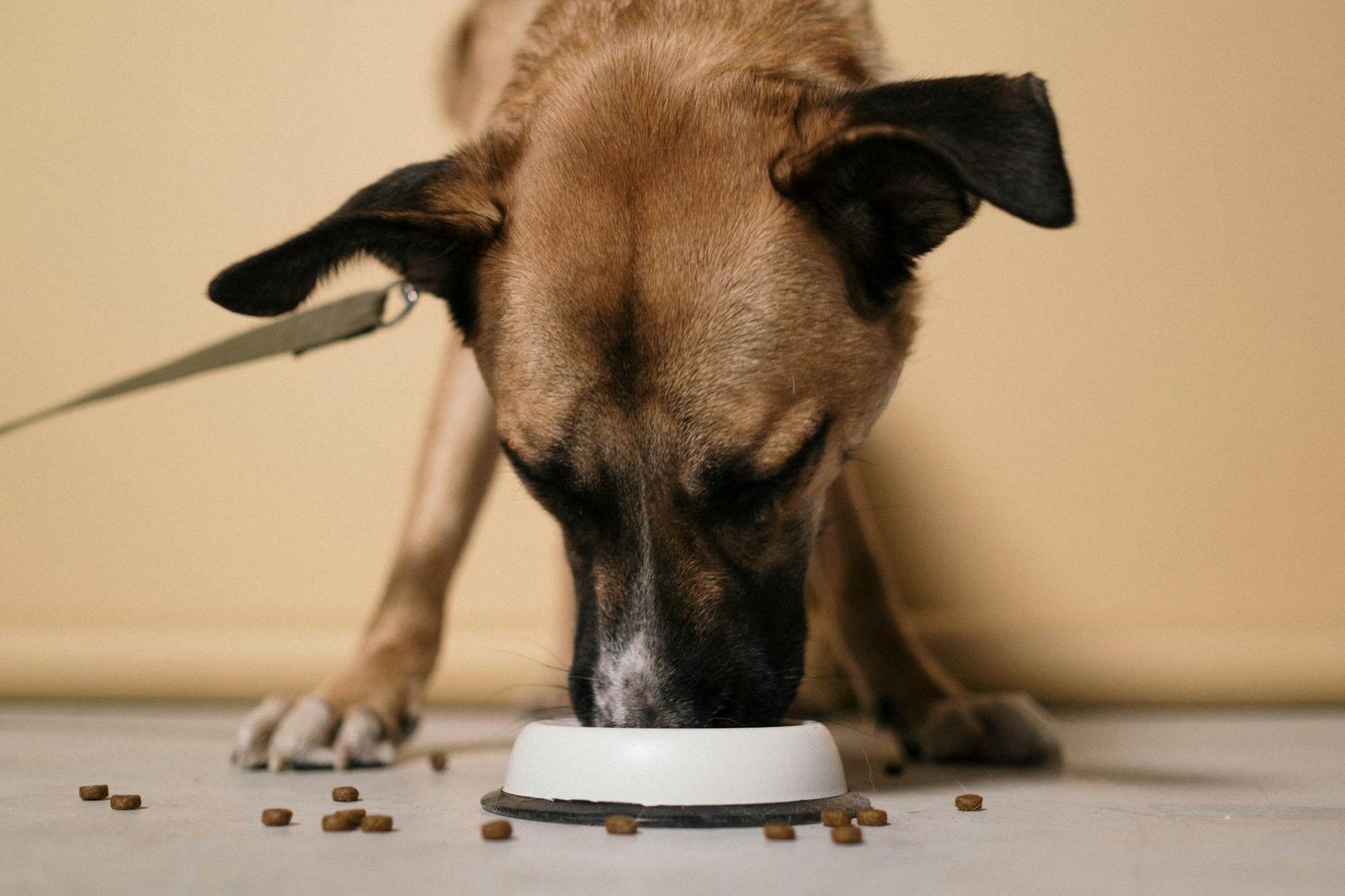 cane che mangia velocemente da ciotola con crocchette sparse