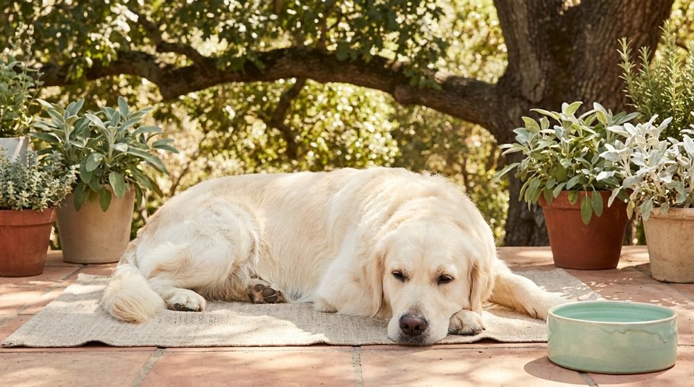 Cane che riposa all'ombra al fresco