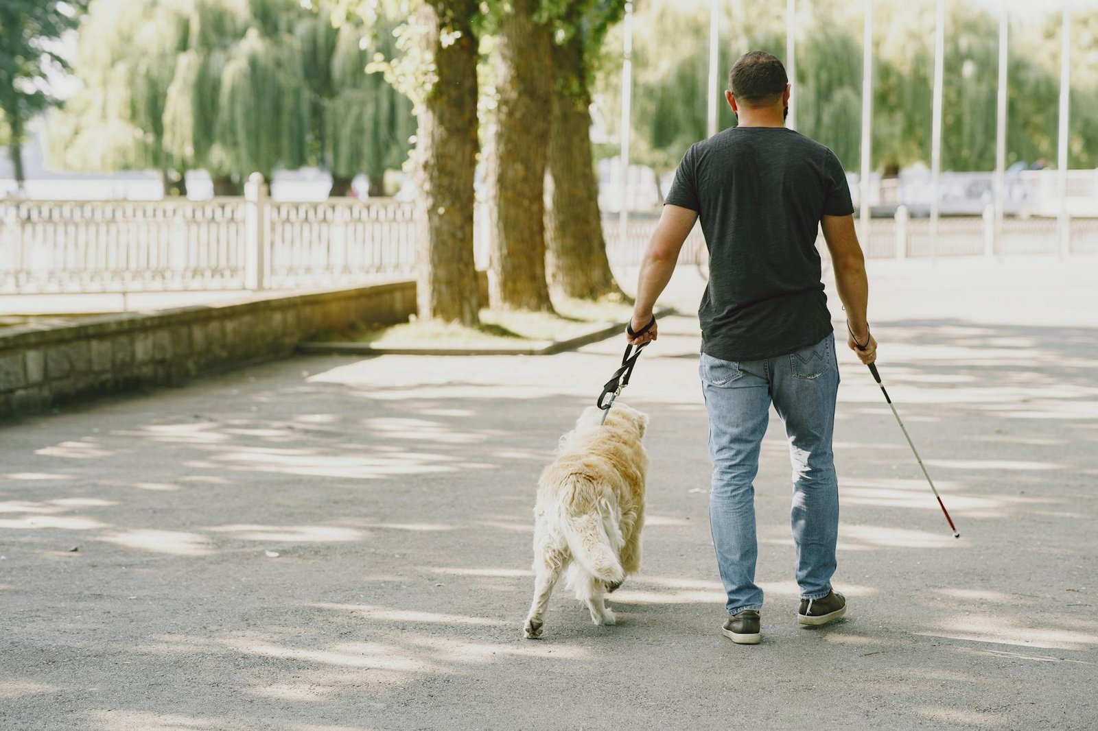 come prendersi cura di un cane anziano cause e cosa fare