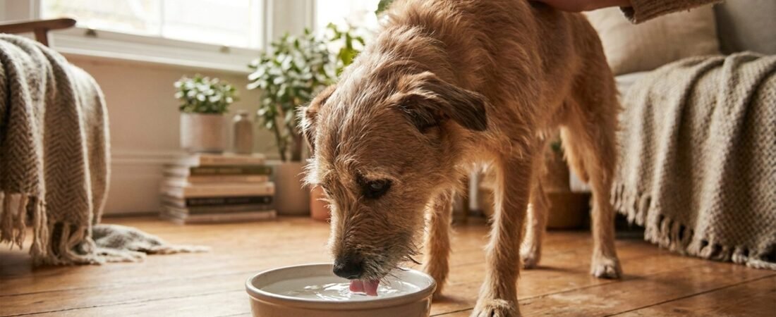 Diarrea nel Cane: Cause, Cosa Fare e Quando Preoccuparsi