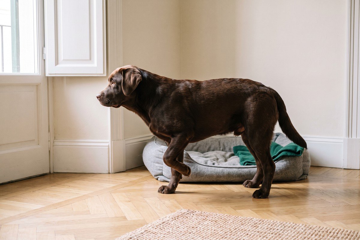 Labrador cioccolato appena alzato dalla cuccia che tiene sollevata una zampa anteriore, la zoppia tipica della displasia del gomito del cane