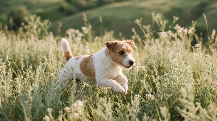 Antiparassitari per cani