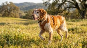 Migliori integratori per cani anziani: confronto completo 2026