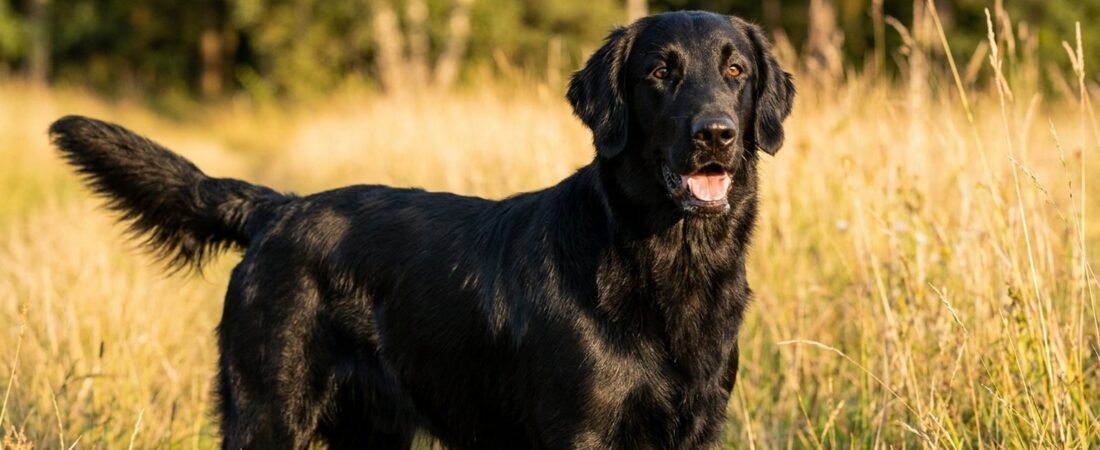 Omega 3 per cani: benefici, dosaggio, i migliori prodotti