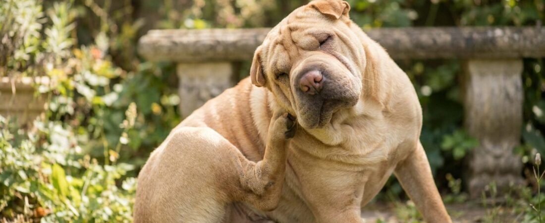 Prurito nel Cane: 5 Cause Comuni, Segnali e Rimedi Efficaci