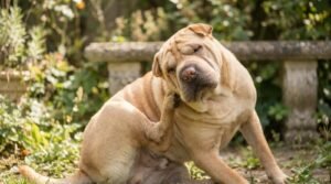 Prurito nel Cane: 5 Cause Comuni, Segnali e Rimedi Efficaci