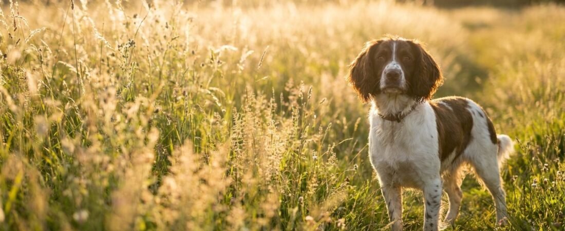 Zecche nel cane: come toglierle e proteggerlo