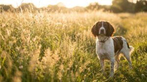 Zecche nel cane: come toglierle e proteggerlo