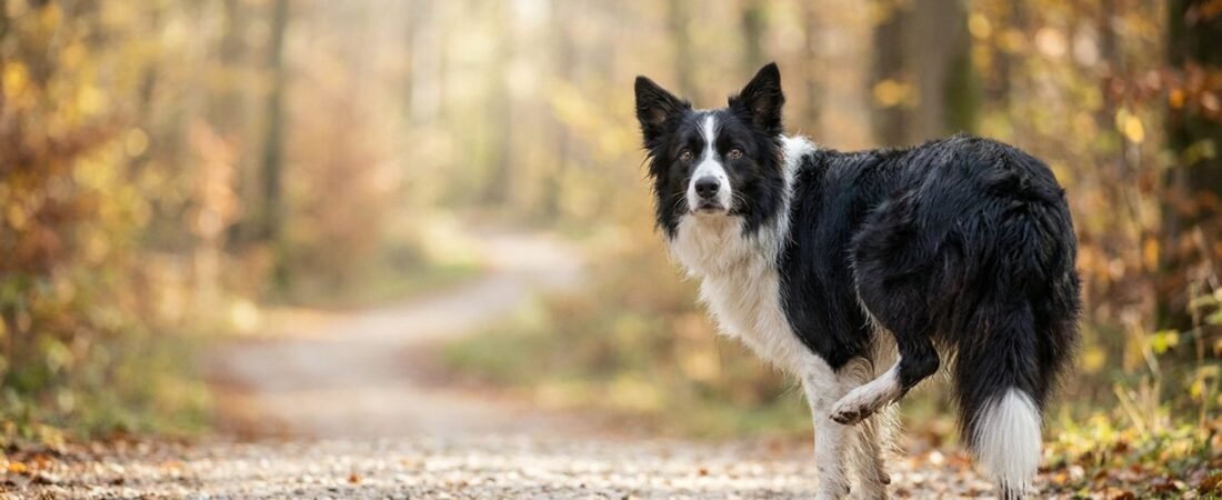 Cane Zoppica Zampa Posteriore: Cause e Cosa Fare Subito (2026)