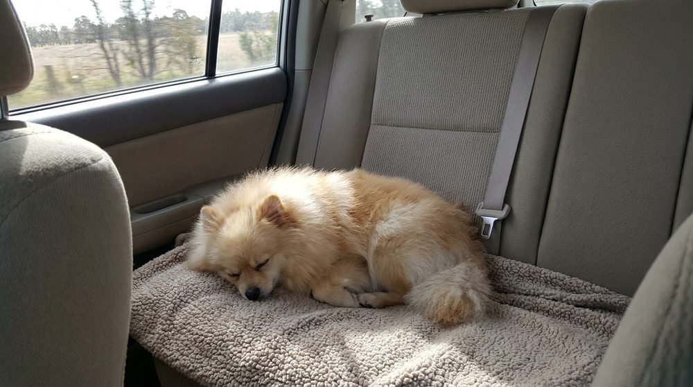 Volpino di Pomerania rilassato su una coperta sul sedile posteriore dell'auto