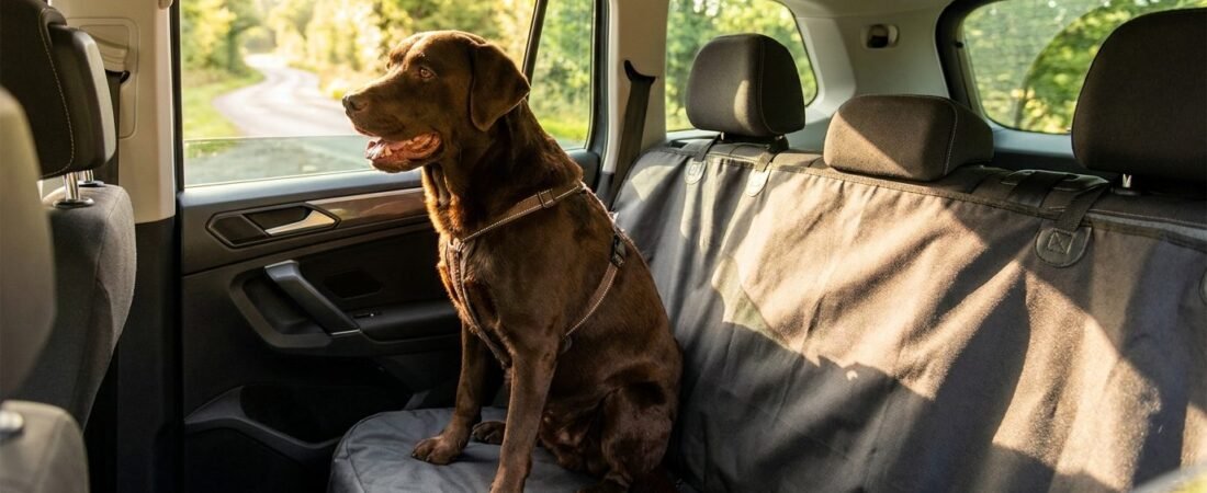 Coprisedile auto per cani: i migliori e come sceglierlo (2026)
